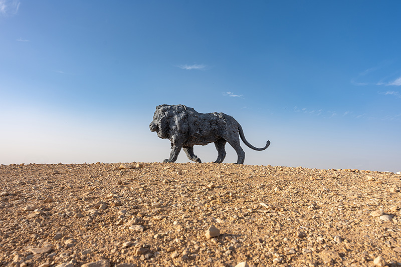 Lion 1